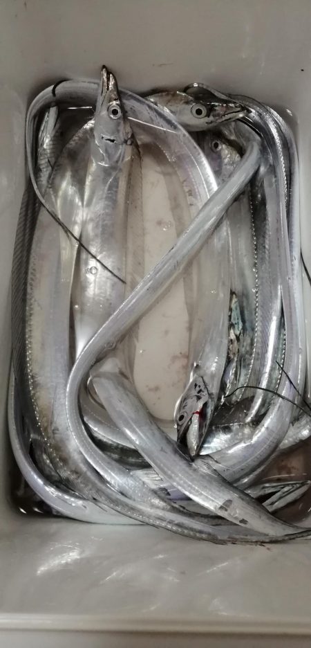 夕マヅメは高活性