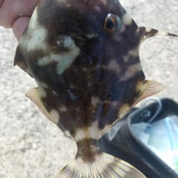 釣れてる釣りを