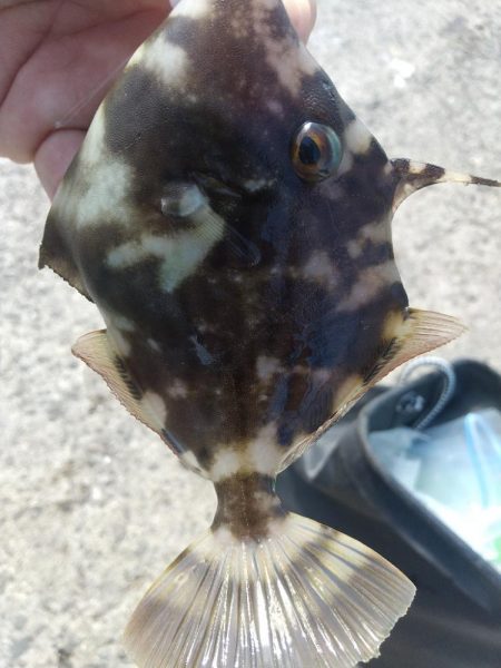 釣れてる釣りを