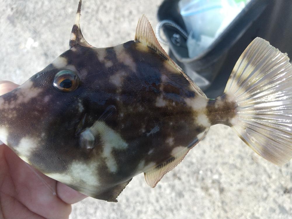 釣れてる釣りを