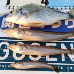 潮が動けどキスは釣れず