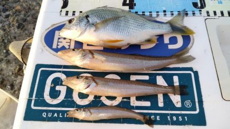 潮が動けどキスは釣れず