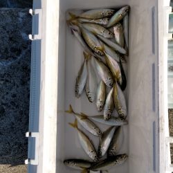 サゴシナブラと渋いアジ