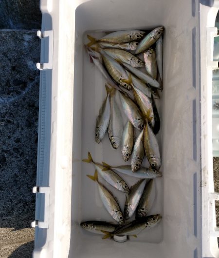 サゴシナブラと渋いアジ