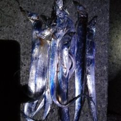 サゴシ、タチウオ調査