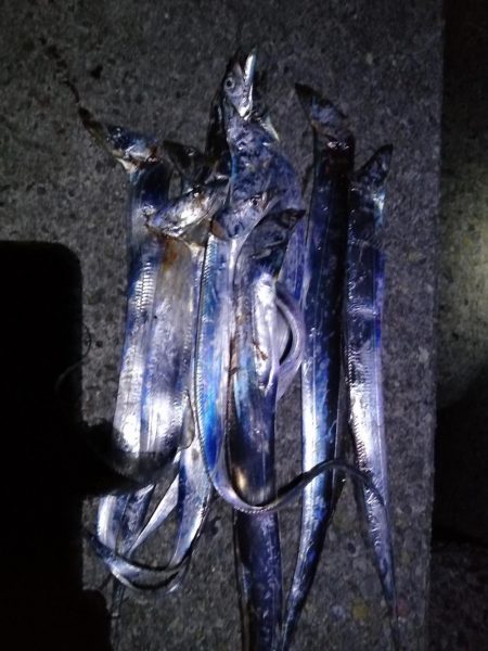 サゴシ、タチウオ調査