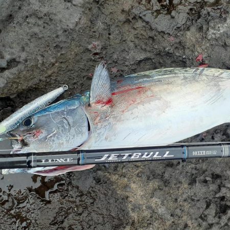 今年の磯ヒラマサには苦戦中