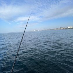 アジの時期長い