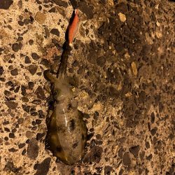 今年初秋エギング〜