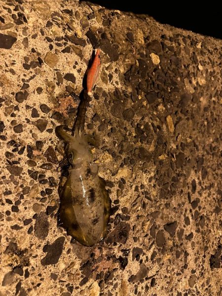 今年初秋エギング〜