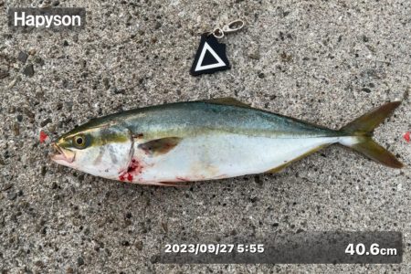 小さいけど久々の青物