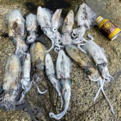 良い型揃ってます