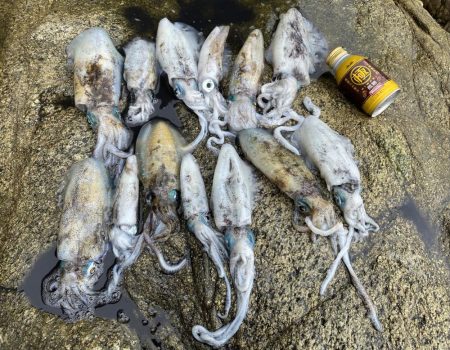 良い型揃ってます