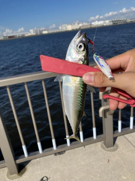 ファミリーフィッシング