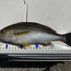 神谷荘さんで秋イサギ