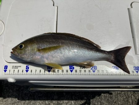 神谷荘さんで秋イサギ