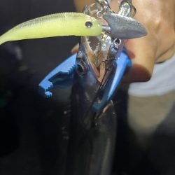 今シーズン初タチウオ