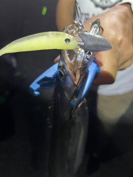 今シーズン初タチウオ