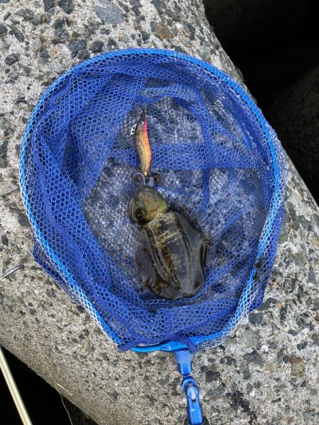 アオリイカ復活！