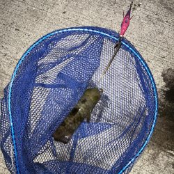 釣りキャンでイカゲット