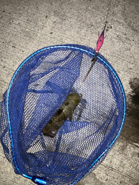 釣りキャンでイカゲット