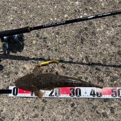 マゴチイベント