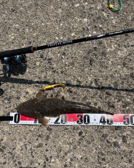 マゴチイベント