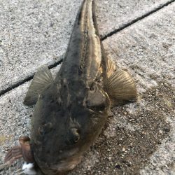 まだまだ黒鯛狙い