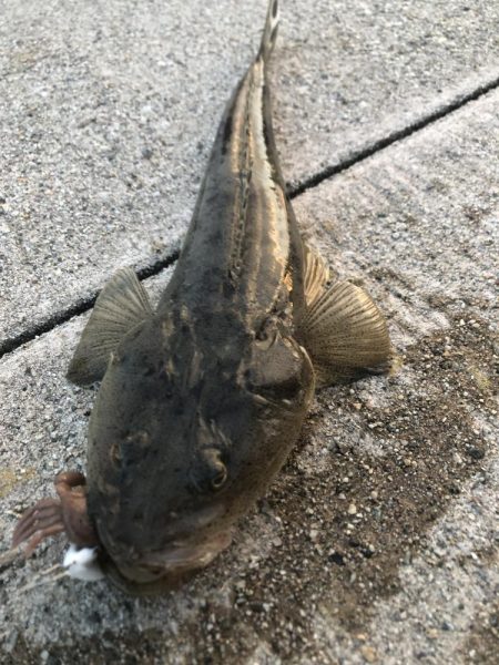 まだまだ黒鯛狙い