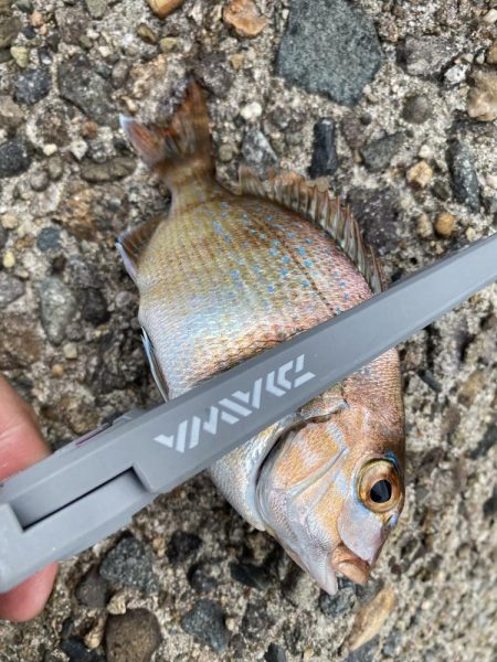 秋イカもカワハギもキスもぜーんぶ