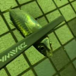 アジ絨毯！えぐすぎる釣り場