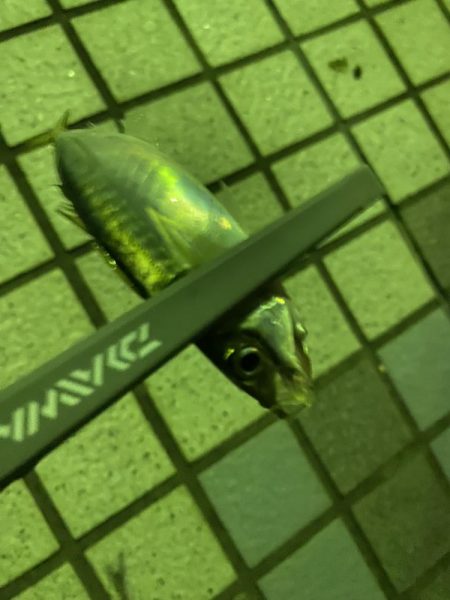 アジ絨毯！えぐすぎる釣り場