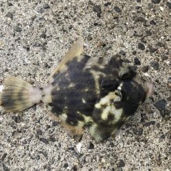 紀州釣り、胴突き