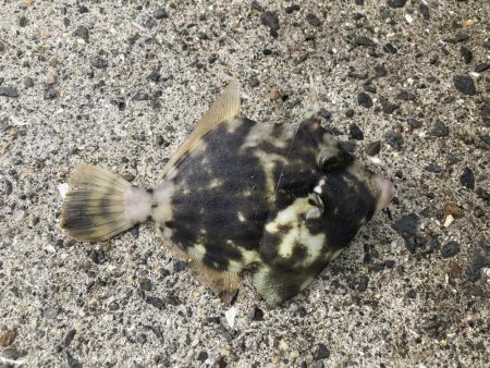 紀州釣り、胴突き