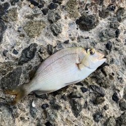 良型チヌに大型バラシ3連発！