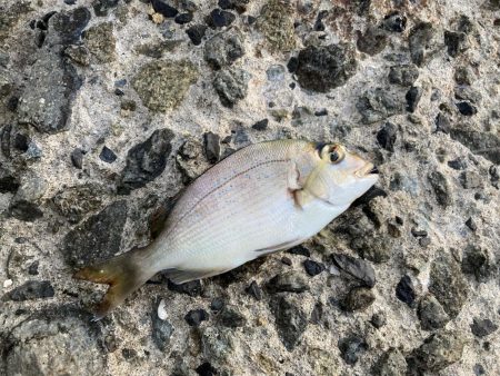 良型チヌに大型バラシ3連発！