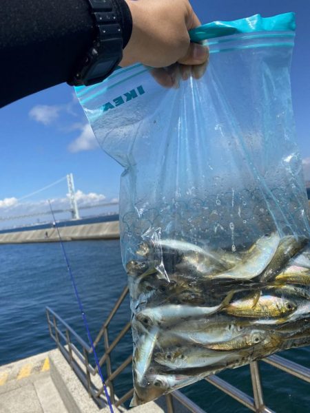 岩屋でサビキ釣り