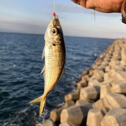 久しぶりの太刀魚