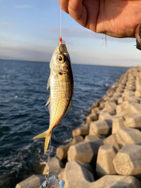 久しぶりの太刀魚