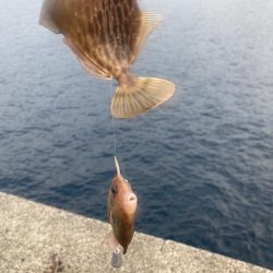 トリプルツバスのはずが