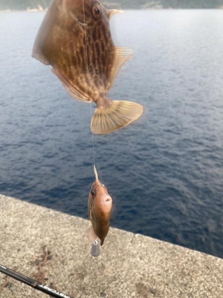 トリプルツバスのはずが