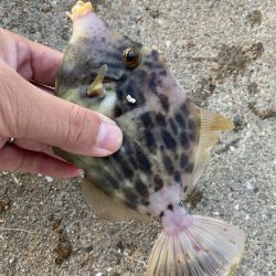 有力な情報ゲッツ