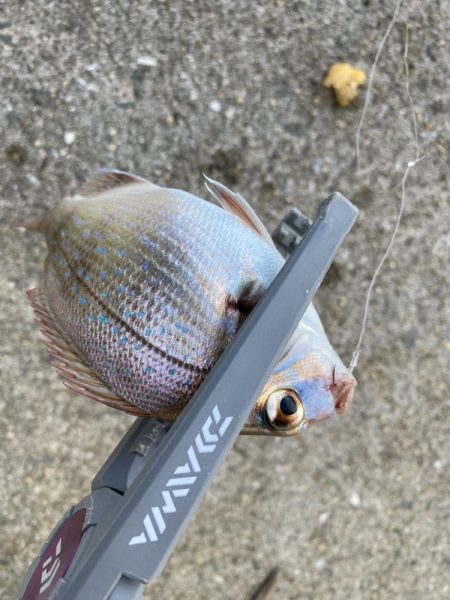 カワハギはいる