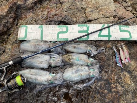 2023 佐渡ヶ島エギング 10回目【9月…