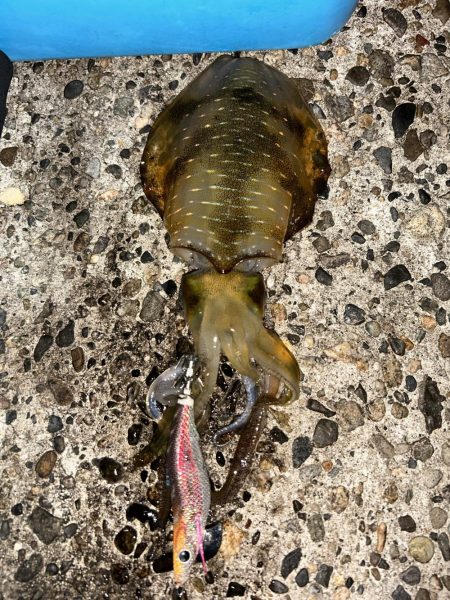 エギング高活性