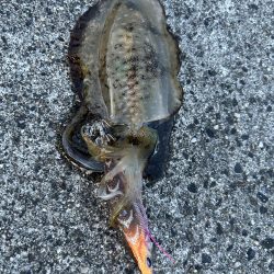 厳しいエギング釣行