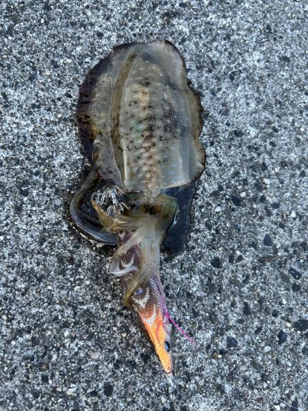 厳しいエギング釣行