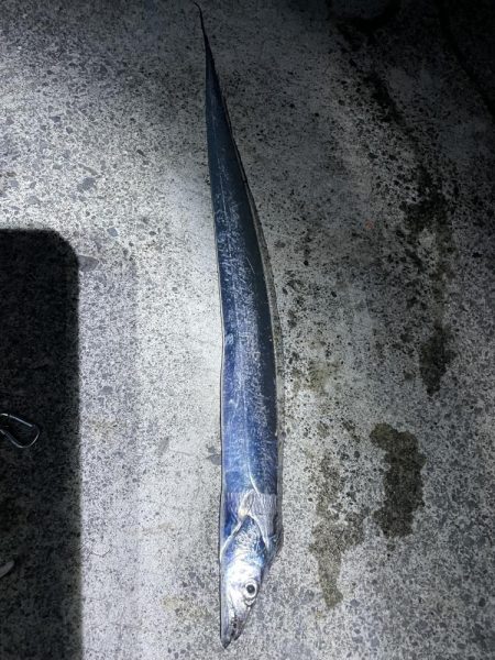 タチウオとアジ