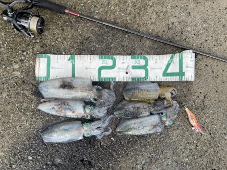 2023 佐渡ヶ島エギング 15回目【9月…