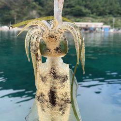 秋エギング開幕